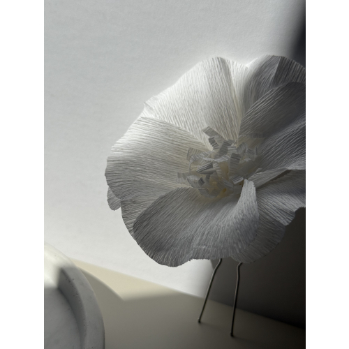 Papel Dreams